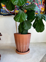 Fiddle leaf fig tree - Local pick up only