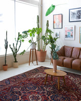 Antique Persian area rug in a living room setting, pile rug, vintage rug, portland, rug shop, bright colors, wild shaman, soft rug, bold color, Portland, Oregon, rug store, rug shop, local shop, antique rug, Persian rug, handmade rug, wool rug, distressed rug