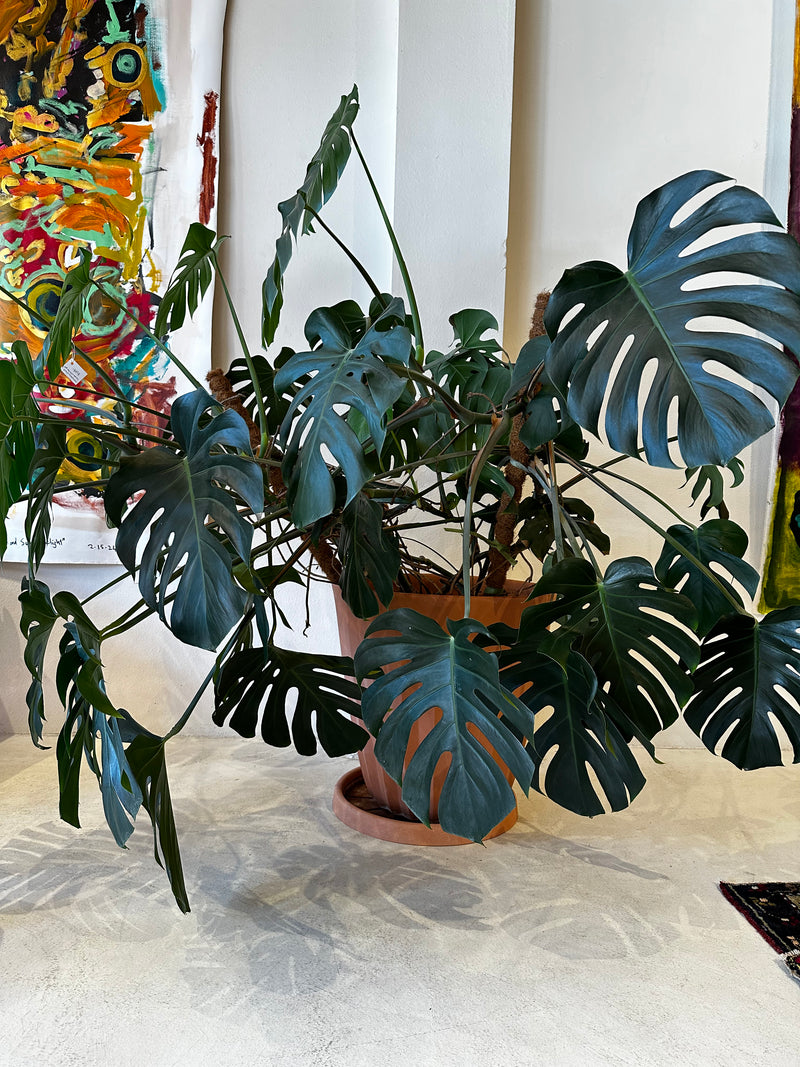 Monstera plant - Local pick up only
