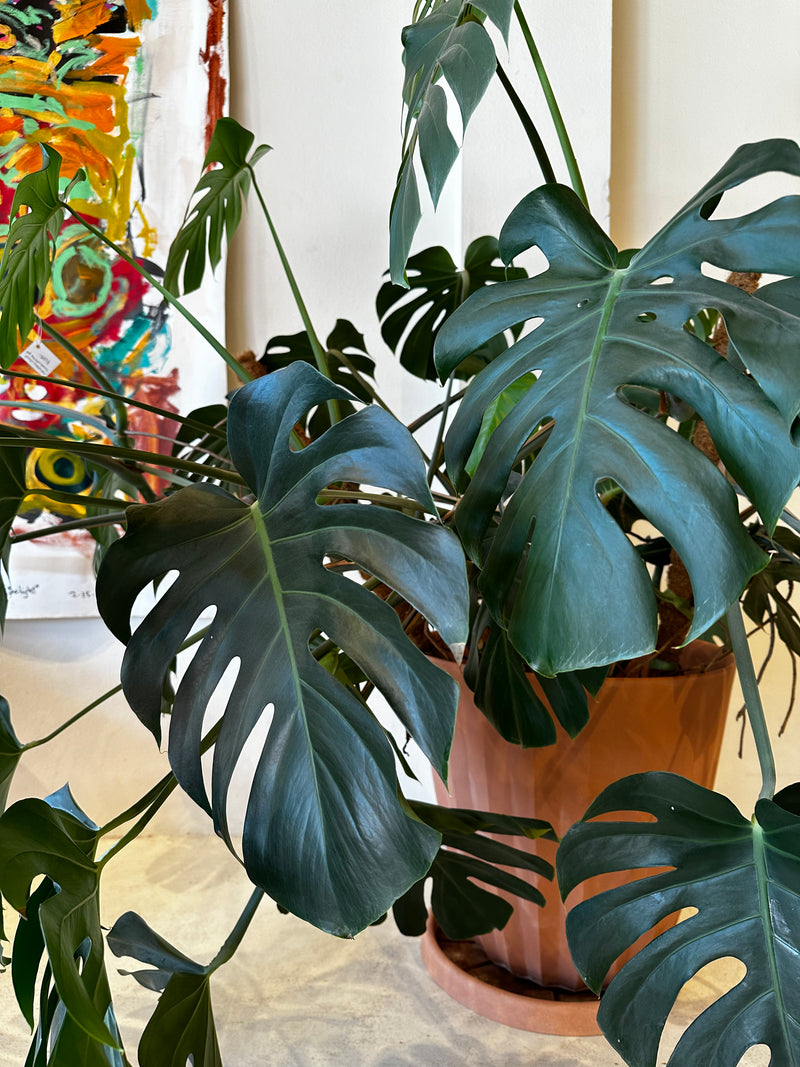 local monstera plant Monstera plant