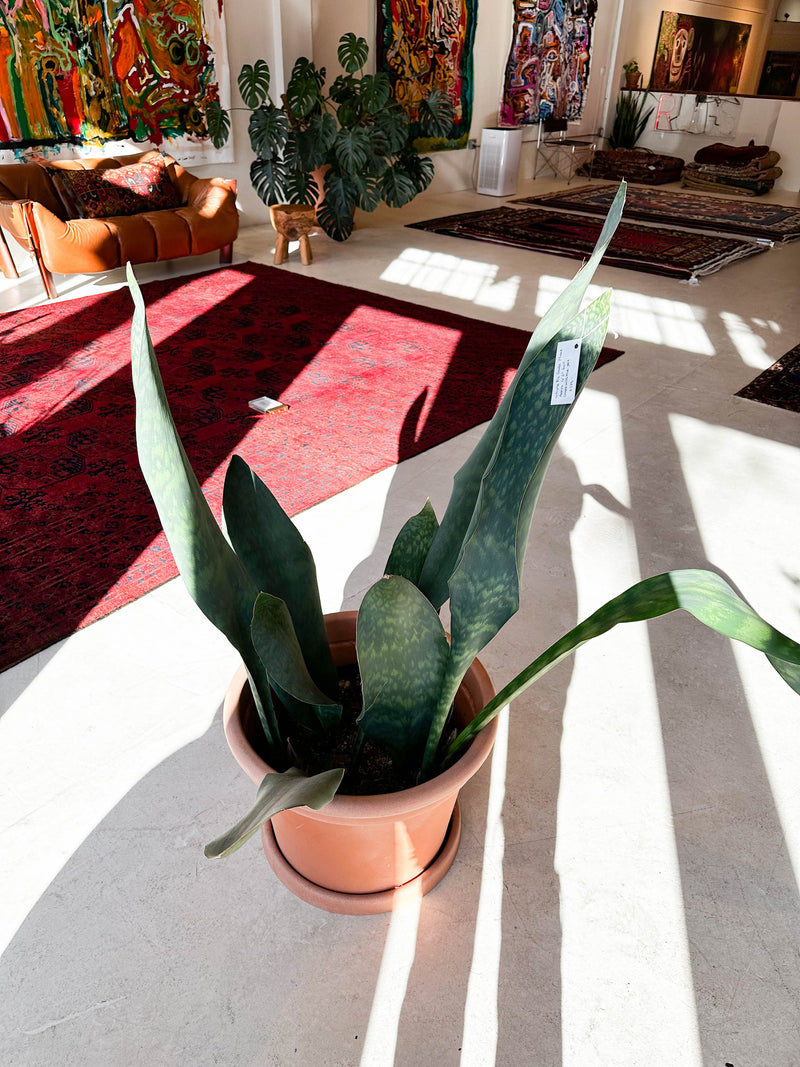 Whale Fin Snake Plant - Local pick up only