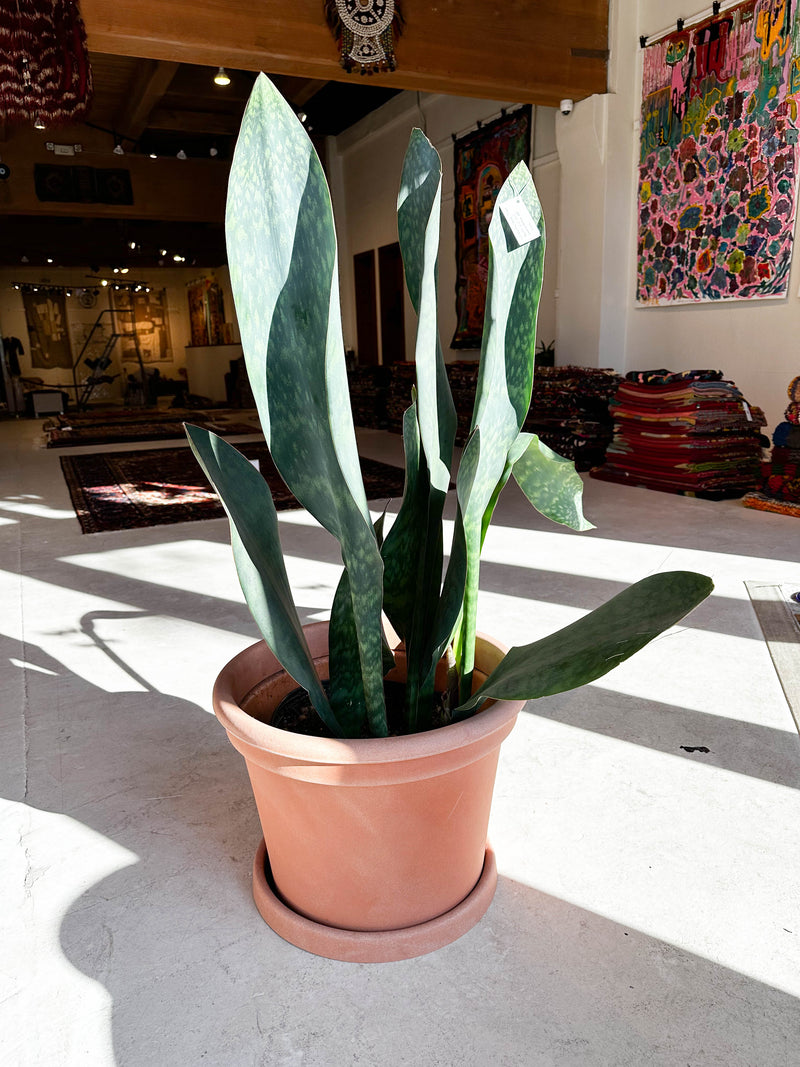 Whale Fin Snake Plant - Local pick up only