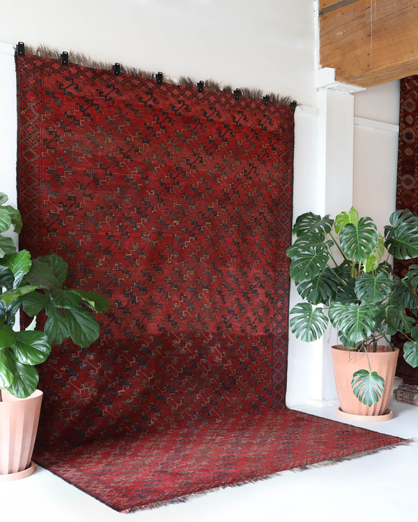 Antique Turkmen rug in a living room setting, pile rug, Turkish rug, vintage rug, portland, rug shop, bright colors, wild shaman, soft rug, bold color, Portland, Oregon, rug store, rug shop, local shop, antique rug