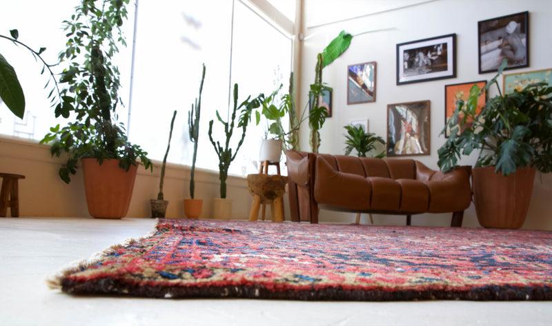 Antique Persian area rug in a living room setting, pile rug, vintage rug, portland, rug shop, bright colors, wild shaman, soft rug, bold color, Portland, Oregon, rug store, rug shop, local shop, antique rug, Persian rug, handmade rug, wool rug