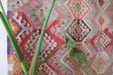 Vintage kilim rug in room decor setting, old rug, antique rug, pastel colors, faded colors, Turkish rug, vintage rug, soft rug, Portland, Oregon, rug store, rug shop, local shop, bold colors, bright colors